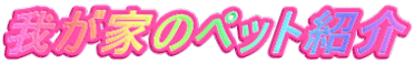 我が家のペット紹介
