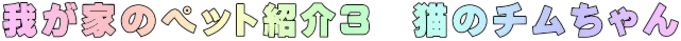我が家のペット紹介３　猫のチムちゃん